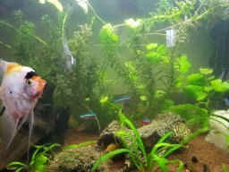 Aquarium